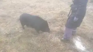 Фунтик радуется свободе!