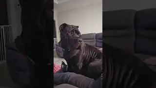 110lb Female Presa Canario Crushing Bawls 😄