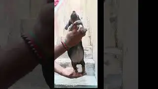 🐶Dachshund Puppy🐶 | For Sale |  #shorts | 9788899970 | puppies🐶 For sale