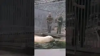 🐻🐟 Медведь Диксон на утренней рыбалке Dixon Bear fishing