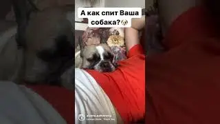 А как спит Ваша собака? #французкийбульдог #собака #этизабавныеживотные