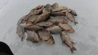 ЗИМОВИЙ КАРАСЬ НА ПОПЛАВОК 2021!!!ЛОВЛЯ КАРАСЯ В ЛЮТОМУ!!!