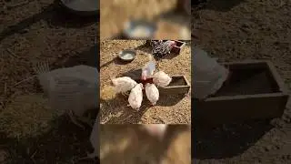 Несушки с птицефабрики несут мягкое яйцо // Laying hens from a poultry farm laying soft eggs 