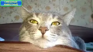 Кот извращенец, ну очень странный кот! Cat pervert, very strange cat!