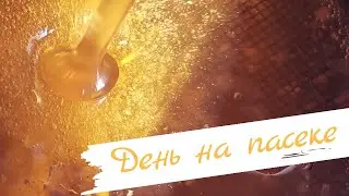 День на пасеке