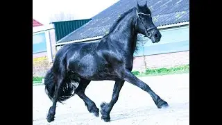 Carmen STER Friesian Horses  for sale https://www.blacksterlingfriesians.com questions? 415-272-2112
