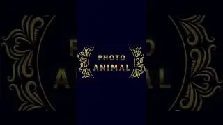 Photo ANIMAL A funny recreation #funnyshort #animal #animalmovie #comedy #photriyavenky