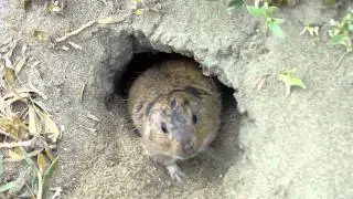 Tuco-tuco (Ctenomys magellanicus) en Punta Cantor