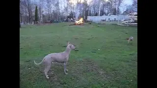 Вечерняя прогулка.
