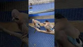 ЗАБАВНАЯ СОЙКА СУЧИЛЬДА 😁