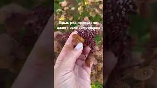Для заказа гортензий на весну пишите в WhatsApp - 8 950 99 99 994