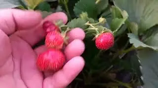клубника продолжает давать урожай