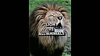 Lion VS All Animals 