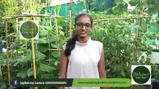My Urban Balcony Garden | Balcony Makeover || Balcony Garden Tips