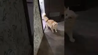 В кошку вселился бес | #Shorts