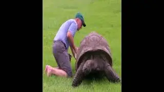 190-Year-Old Jonathan Becomes World's OldestTortoise Ever, Earns Guinness World Records Title