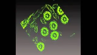 Zebrafish cilia EM tomography reconstruction