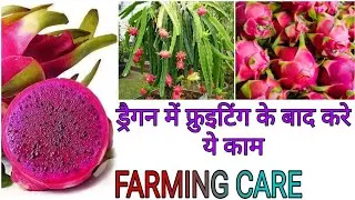 एक ऐसा फल जिसकी खेती करके आप कमा सकते है ! लाखो रुपये 🤑