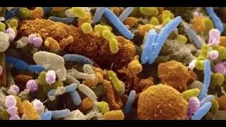 Шугайло А.В. Человек - колония бактерий (эндосимбионтная теория). The man - a colony of bacteria.