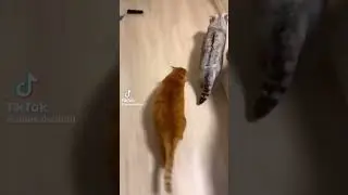 милые котики из тик тока 💞☁