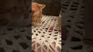 Funny dog tying to hump cat 😂