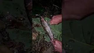 Sucker Fishing - Catch and Cook 🐟🏕