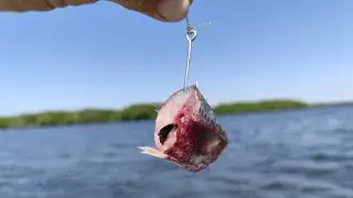 Mullet Fishing with Tourists