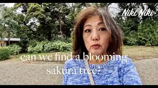 First day of cherry blossom season "Sakura" I hope we find one.