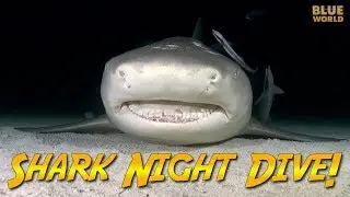 Night Diving with Sharks! (Is this a bad idea?)