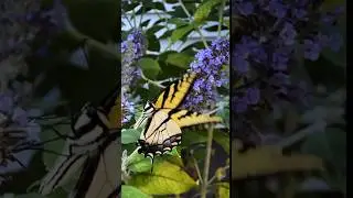 The dance of the butterfly 🦋 #butterfly ￼