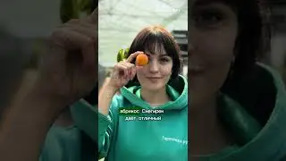 АБРИКОСЫ НА СЕВЕРЕ ЭТО РЕАЛЬНО. Самый зимостойкий абрикос – Снегирек.