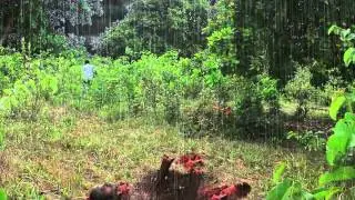 After Effect VFX Tutorials