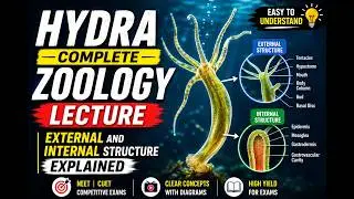 Hydra- Habit, Habitat, External Morphology, Internal Structures