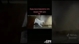 Кот