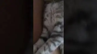 Сон кота