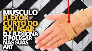 MÚSCULO DA MÃO FLEXOR CURTO DO POLEGAR