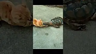 Turtle Attack Speed 