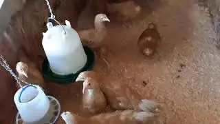 building a mobile chicken brooder/coop