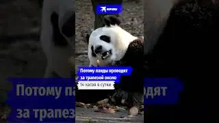 Правда ли, что панды – травоядные медведи? 