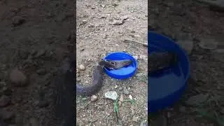 Snake drinking water - Cobra drinking water - Snake drink water