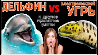 Пушистые факты