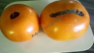 Томат 