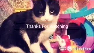 Мой котик Тима