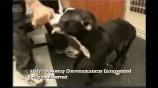Animal Cops Houston Ending