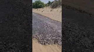 Река из рыбы в пустыне. Объяснение феномена