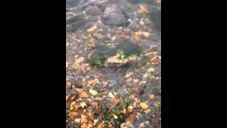 Шум моря на маяке города Владивосток, 11 июля 2015 года