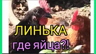 Куры перестали нестись? Осенняя линька. Что делать?