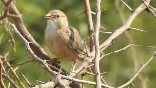 Common babbler / થોરીયું લલેડું