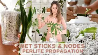 Wet Sticks + Nodes | My Perlite Propagation Setup