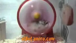 Hamster vs. rueda